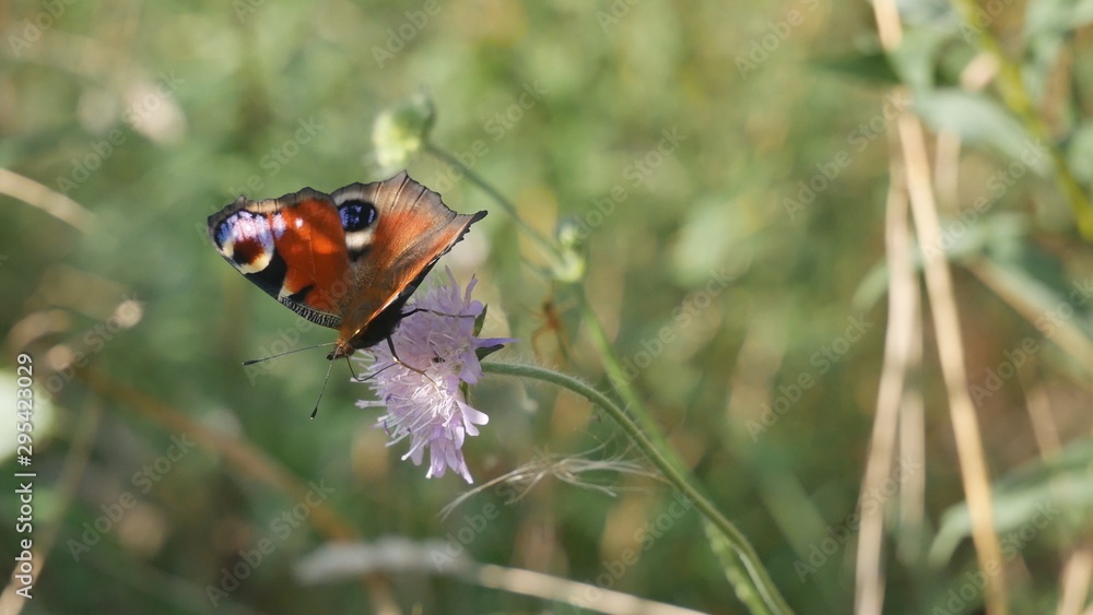 Butterfly peacock eye on a meadow flower. Butterfly peacock eye on a meadow flower.
