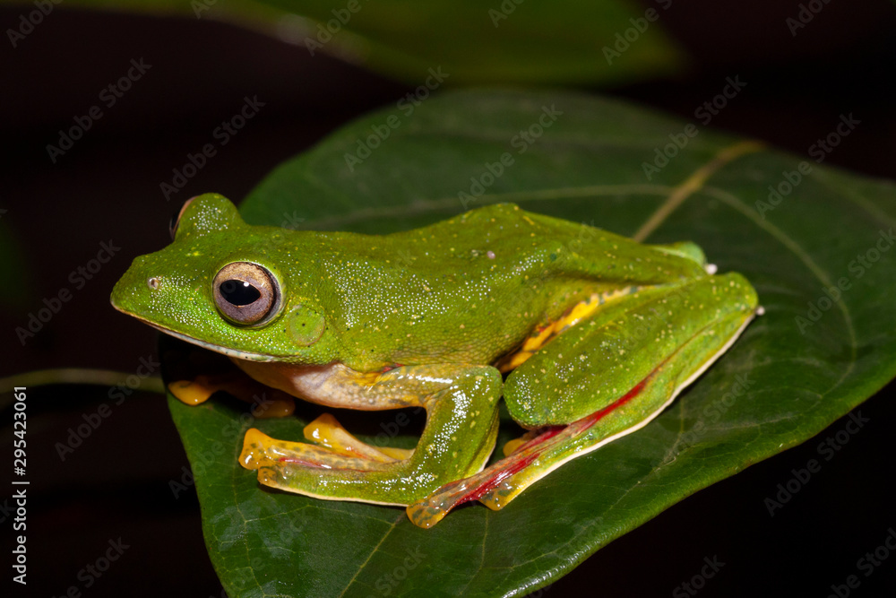 Malabar Gliding Frog or Rhacophorous Malabaricus seen in night at Amboli,Sindhudurga,Maharashtra,india Malabar Gliding Frog or Rhacophorous Malabaricus seen in night at Amboli,Sindhudurga,Maharashtra,india