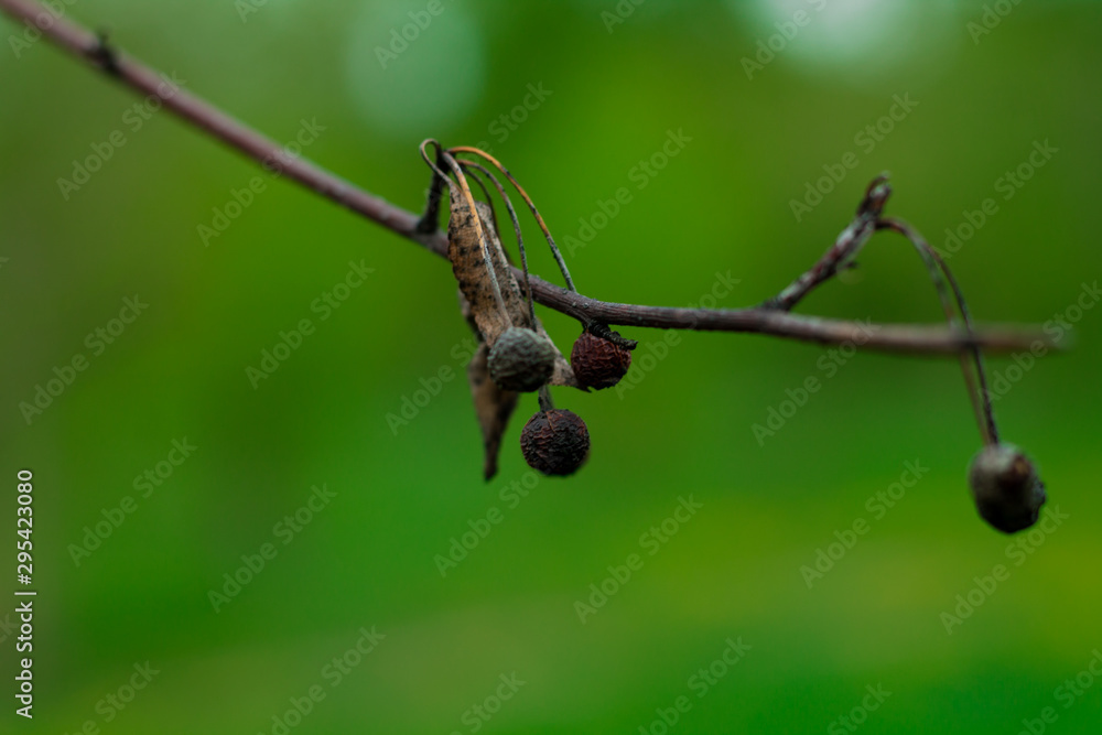Cones on a branch without leaves. Cones on a branch without leaves.