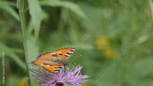  butterfly urticaria sits on a cornflower