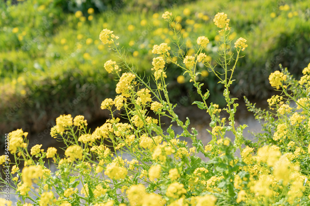 Obraz premium 免々田川の菜の花