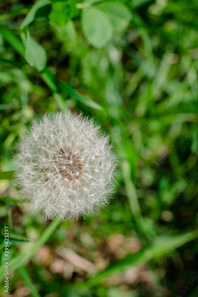 White dandelion on the green grass White dandelion on the green grass