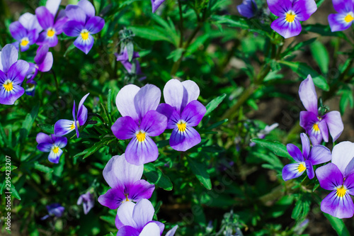 Pansies on a background of green leaves.