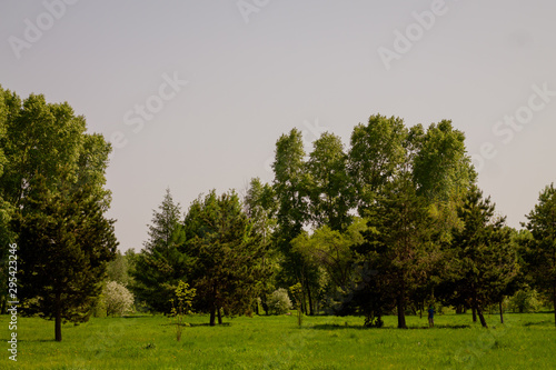 Landscape with green meadows and trees. Summer in Russia.