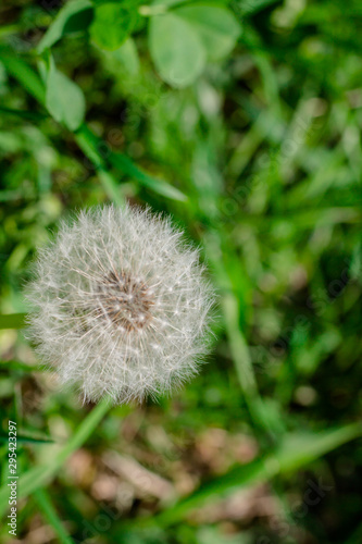 White dandelion on the green grass