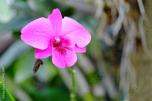 Beautiful purple orchid flowers and natural background in the garden.