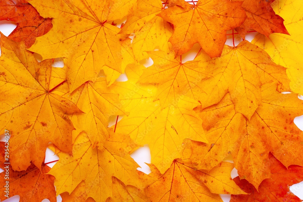 background of autumn maple leaves,colorful leaves background of autumn maple leaves,colorful leaves