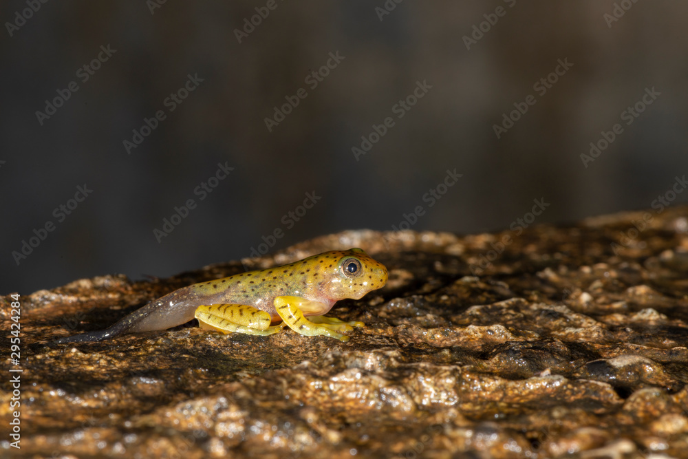 Naklejka premium Tadpole of Malabar Gliding Frog or Rhacophorous Malabaricus seen in night at Amboli,Sindhudurga,Maharashtra,india