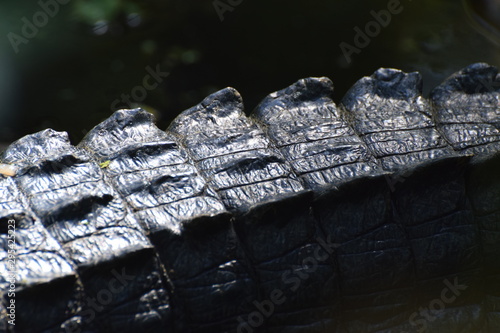 alligator photo