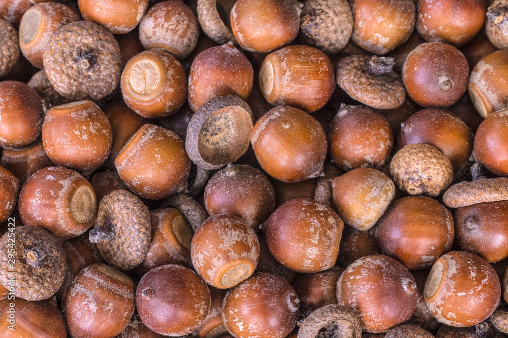 large acorns top view. background with acorns (filling the picture). texture with acorns. large acorns top view. background with acorns (filling the picture). texture with acorns.