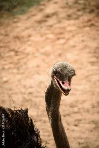 The closed op of ostrich  a...