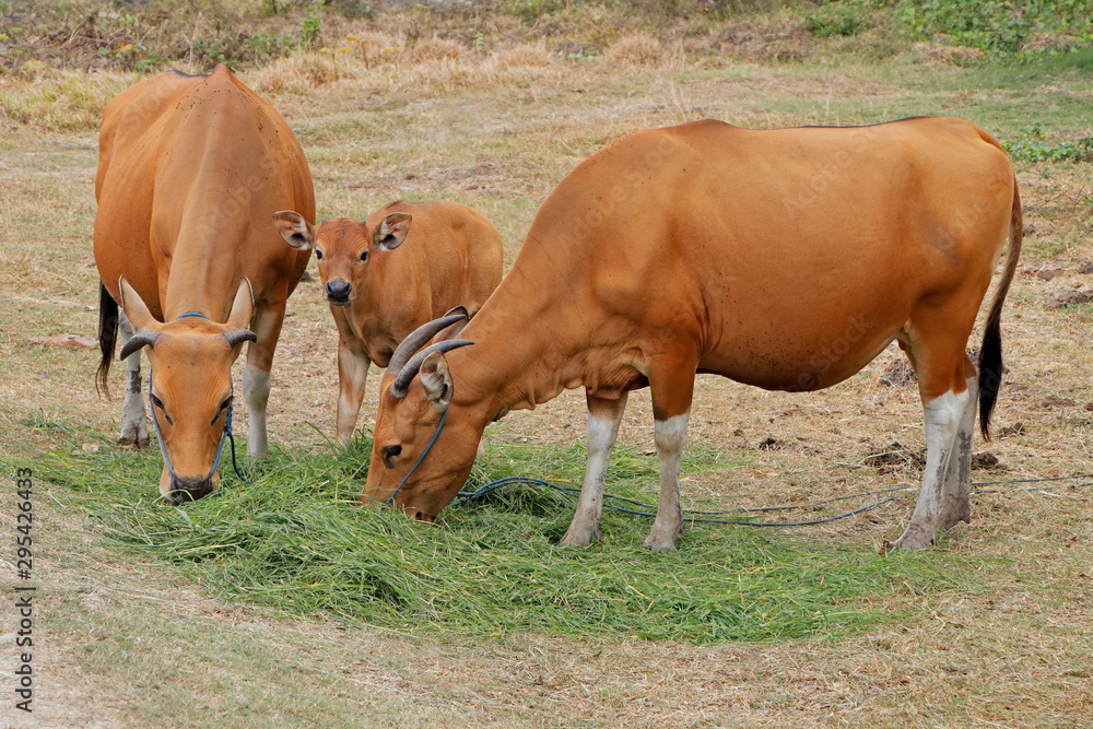 Bali cattle cows and calf - domesticated wild cattle (Javan banteng) from Bali, Indonesia. Bali cattle cows and calf - domesticated wild cattle (Javan banteng) from Bali, Indonesia.