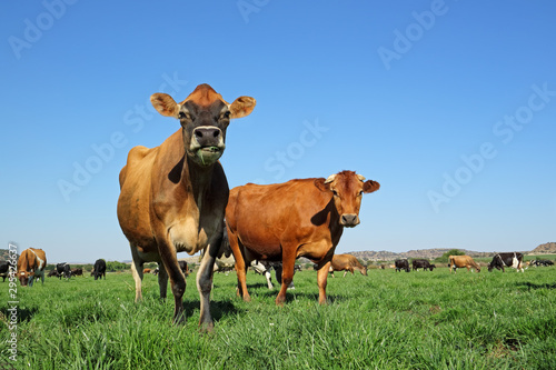 Low-angle view of dairy cows grazing on lush green pasture against a clear blue sky.