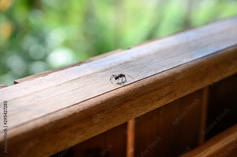 one black ant walk on the wood balcony one black ant walk on the wood balcony