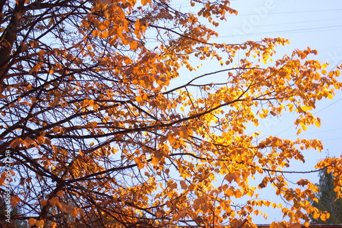 Trees with yellow leaves in the city