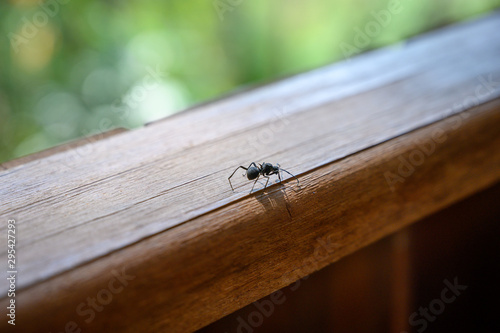 one black ant walk on the wood balcony