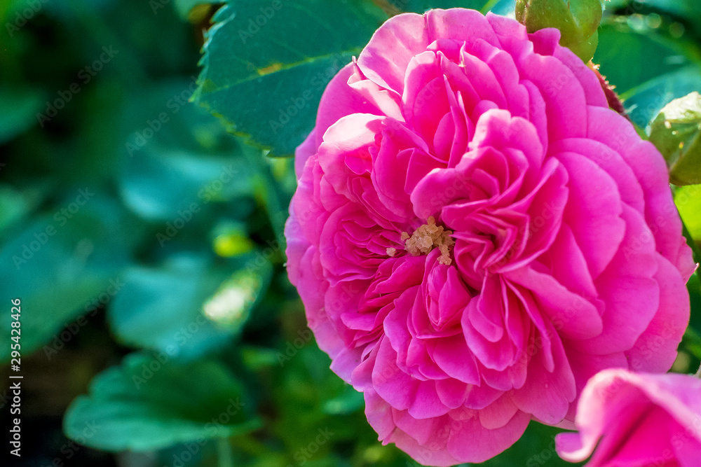 a large tea rose flower on an indistinct background of foliage