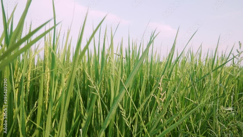 Rice field green grass and sunset landscape background with slow motion scene M Rice field green grass and sunset landscape background with slow motion scene M