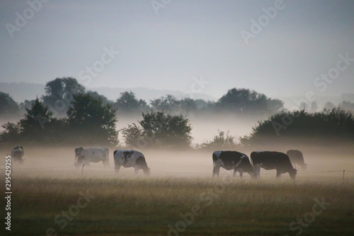 Kühe im Morgennebel © Klaus Schulz