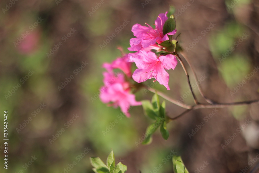 beautiful, flowers, lovely flowers. The nature of the park. beautiful, flowers, lovely flowers. The nature of the park.