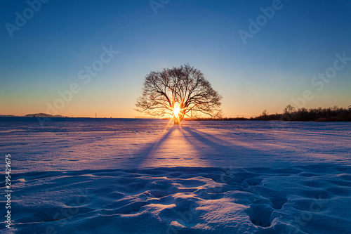 北海道・豊頃町 冬のハルニレの木の朝日
