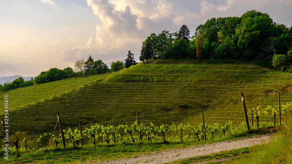 Naklejka premium Evening storm in the vineyards