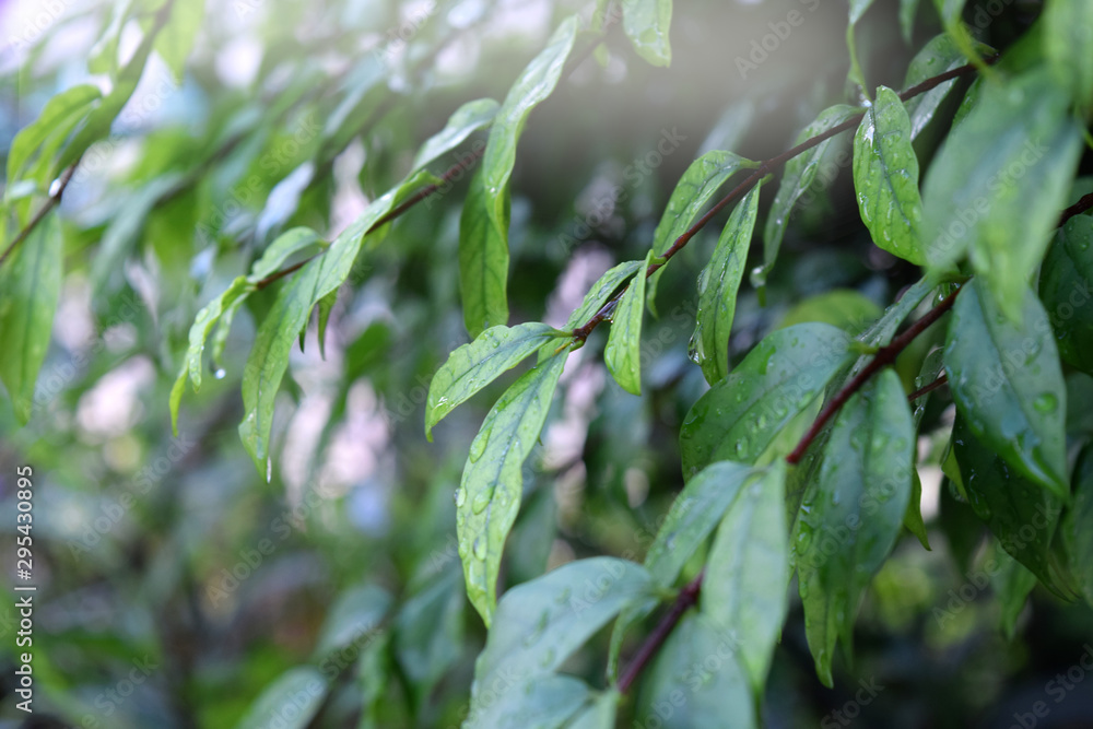 Soft focus, green leaves with white light on a rainy morning.