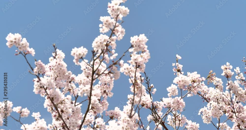 桜 パン撮影 桜 パン撮影