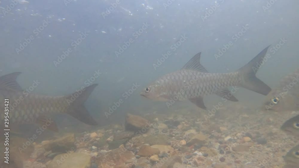 Neolissochilus Fish are searching for food and traveling to breed at the place of origin. Neolissochilus Fish are searching for food and traveling to breed at the place of origin.