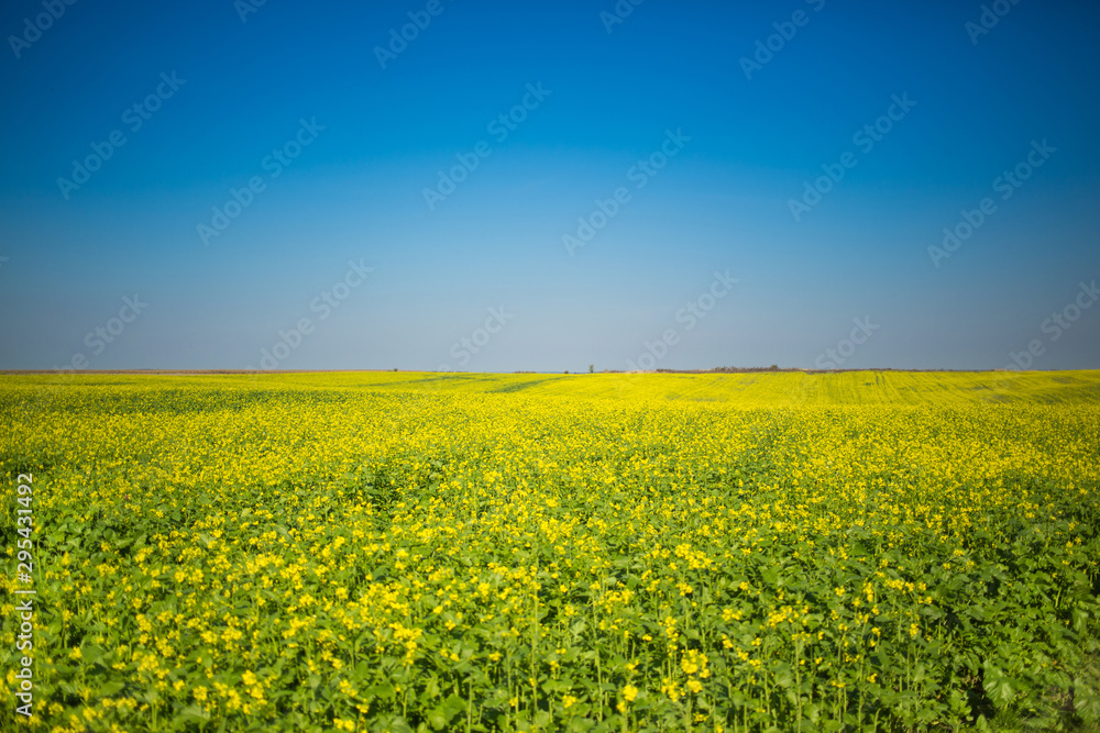 Yellow flower canola field with horizon and blue sky, autumn scene Yellow flower canola field with horizon and blue sky, autumn scene