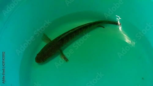 snakehead fish close up  in malaysia photo