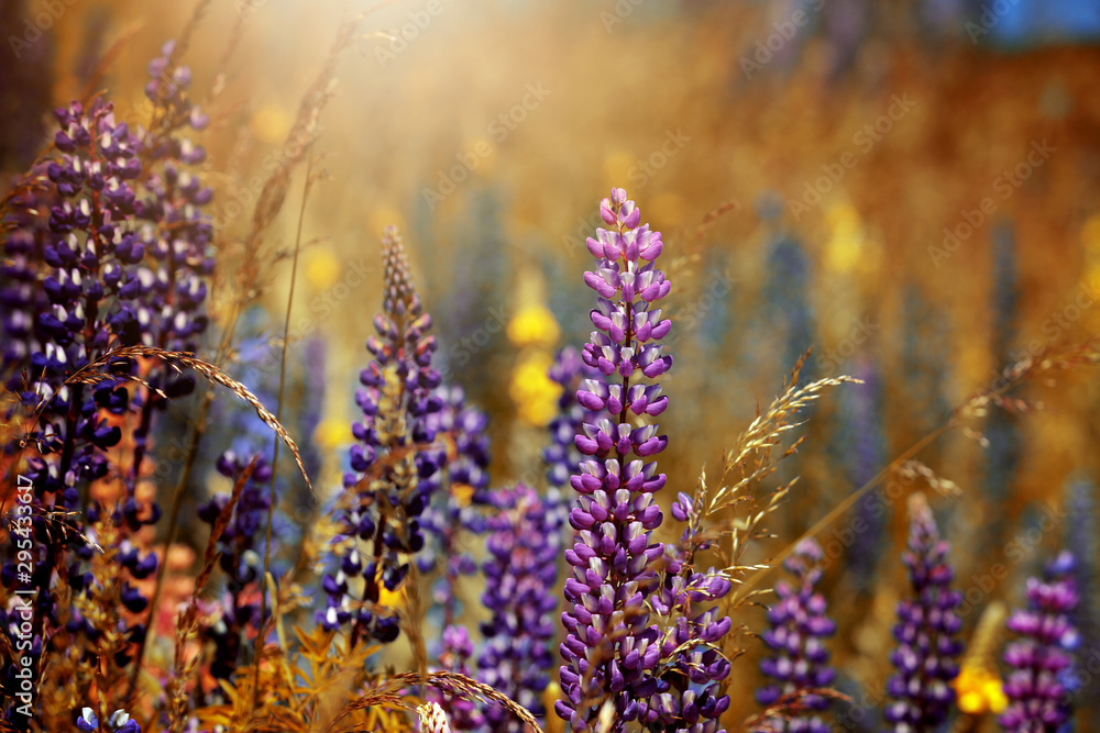 Obraz premium Blühende Lupinen in Neuseeland