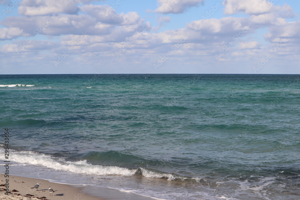 seagulls on the sandy shore of the Atlantic Ocean