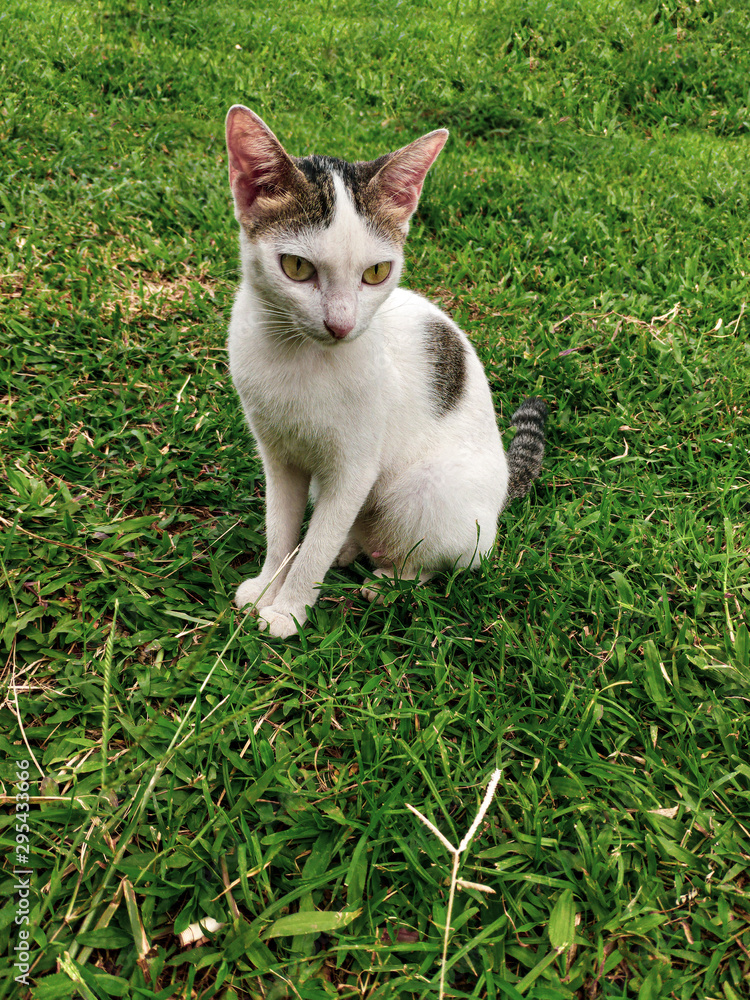 Adorable white kitten on the field with green grass. Pretty cat sitting and glancing something in grass garden