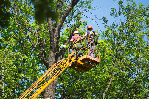 workers on a lift cut tree branches in a park