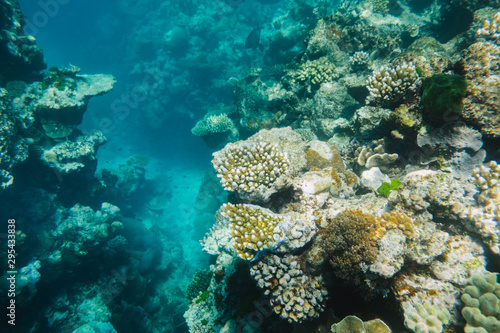 Great Barrier Reef, Australia: Healthy colourful coral reef with variety of different corals, clean ocean © Klara