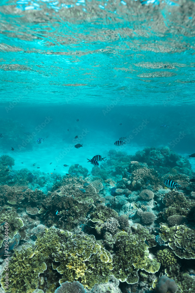 Great Barrier Reef, Australia: Healthy colourful coral reef with variety of different corals, clean ocean