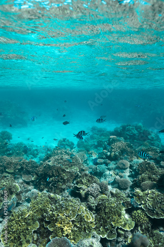 Great Barrier Reef  Australia  Healthy colourful coral reef with variety of different corals  clean ocean