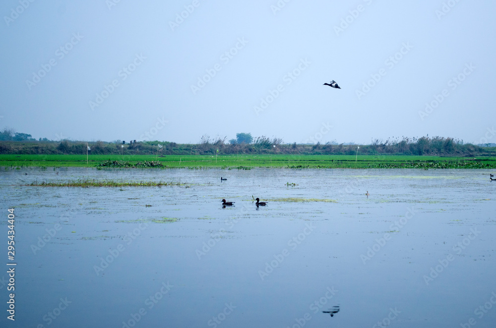 birds on the lake