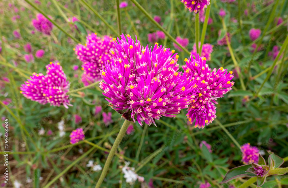 Pinkfarbiger Niedlicher Kugelamarant, Gomphrena pulchella, Castelnuovo, Italien, Europa Pinkfarbiger Niedlicher Kugelamarant, Gomphrena pulchella, Castelnuovo, Italien, Europa