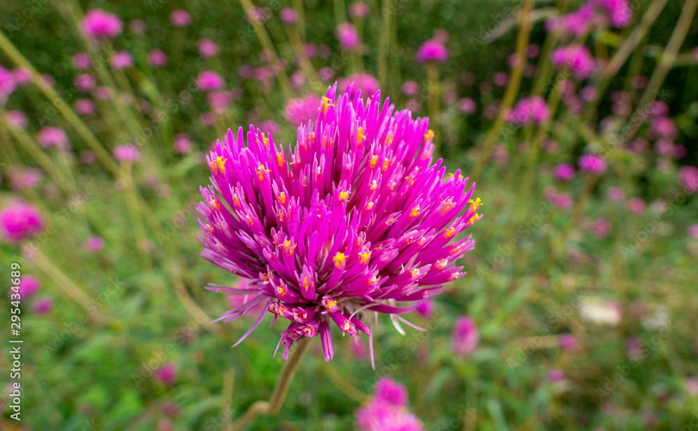Pinkfarbiger Niedlicher Kugelamarant, Gomphrena pulchella, Castelnuovo, Italien, Europa Pinkfarbiger Niedlicher Kugelamarant, Gomphrena pulchella, Castelnuovo, Italien, Europa