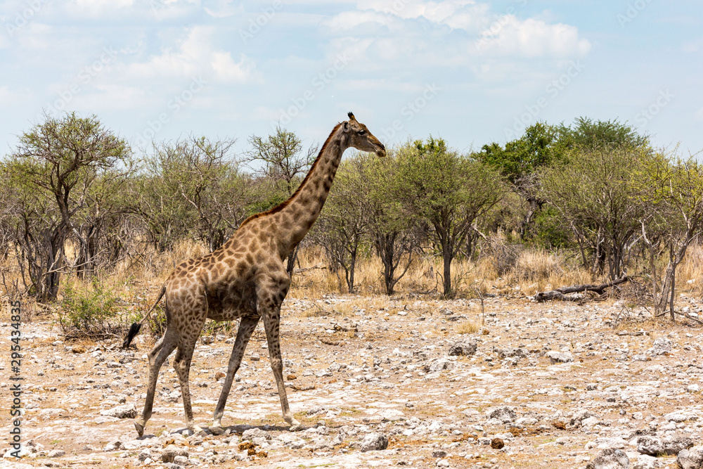 Obraz premium Old giraffe with dark fur walking through the steppe Etosha, Namibia, Africa