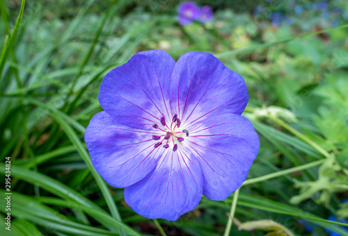 Blauer Wiesenstorchschnabel (Geranium pratense), Venetien, Veneto, Italien, Europa