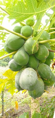 gooseberries on a branch