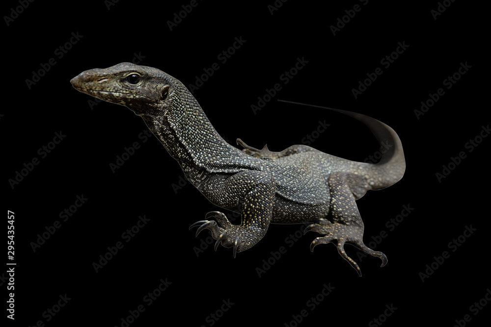 Naklejka premium Bengal monitor