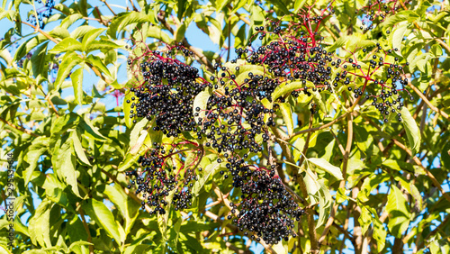Sambucus nigra | Sureau noir aux grappes de petites baies mûres de couleur noires violacées de fin d'été sur des branches courbées