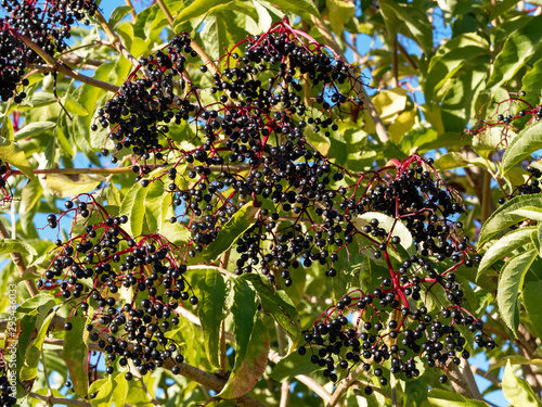 Sambucus nigra | Sureau noir, un arbuste décoratif aux petites baies mûres noir violet comestibles en grappes sur des rameaux courbés vertau feuillage pointu et denté photo