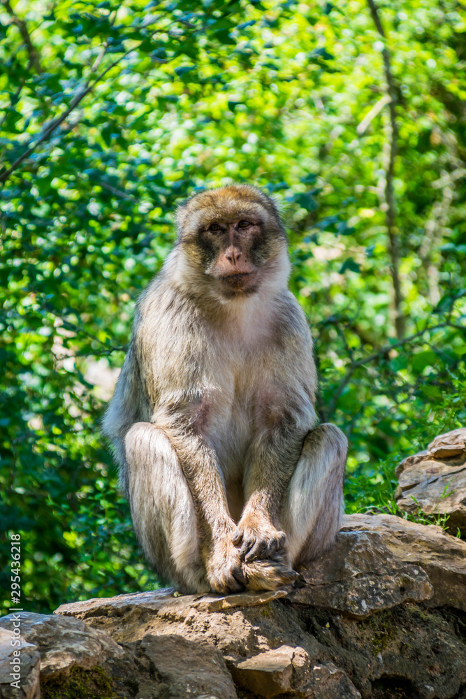 Macaque de barbarie ou Magot. Macaque de barbarie ou Magot.