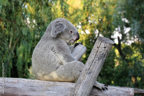 Photography koala in tree