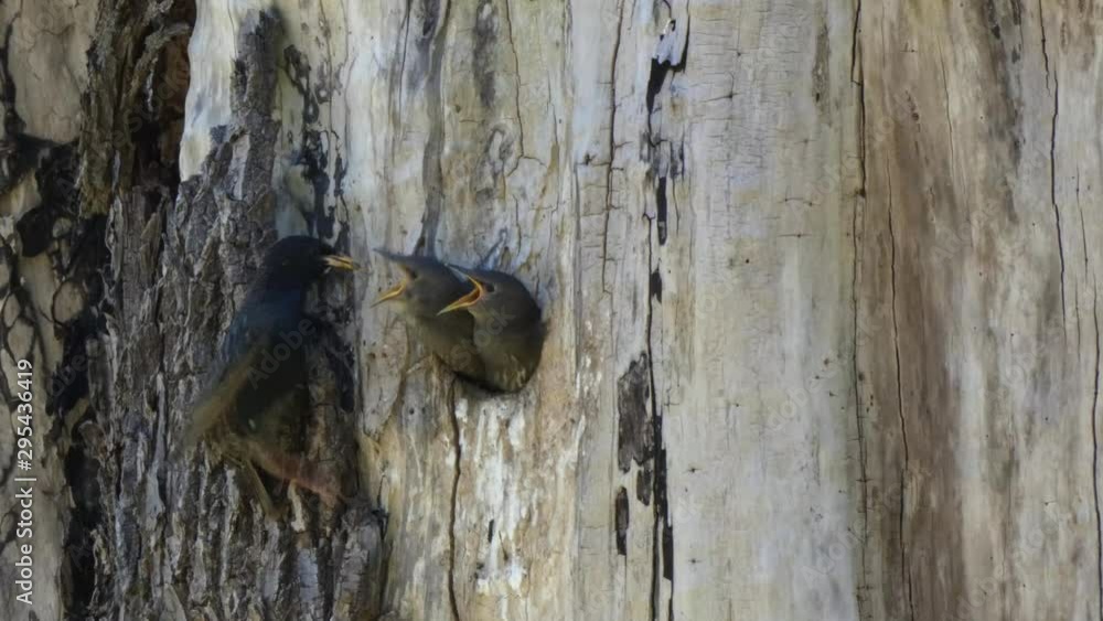 baby robins sitting in nest in round hole in tree baby robins sitting in nest in round hole in tree
